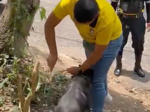 VIDEO. Rescatan a perrito abandonado y amarrado a un árbol en Santa Catarina Pinula