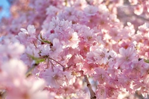 Floración de cerezos alcanza su punto máximo en Japón y atrae a miles de visitantes