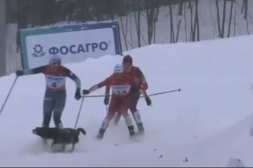 VIDEO. Perrito provoca accidente en una carrera de esquí en Rusia