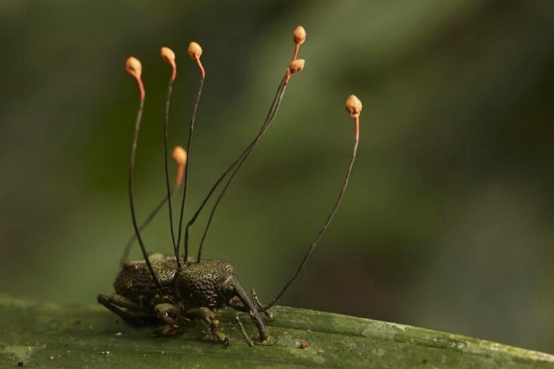 El hongo de The Last of Us es real