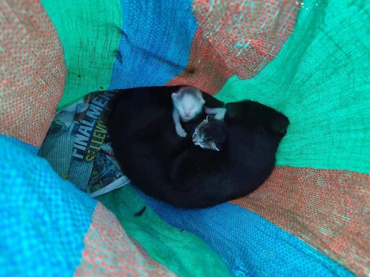 Rescatan a gata y sus crías abandonadas dentro de un costal en Antigua Guatemala