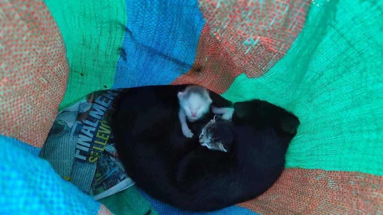 Hallan a gata y sus crías dentro de un costal. Foto: CBV