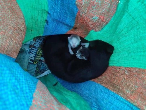 Rescatan a gata y sus crías abandonadas dentro de un costal en Antigua Guatemala