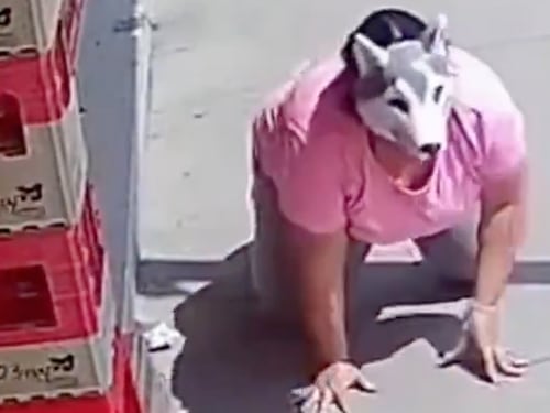 VIDEO. Mujer “Therian” es atacada en la vía pública por un Pitbull y así fue su reacción