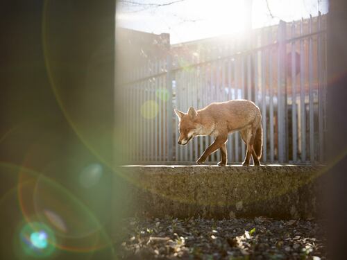 Estas son las mejores fotografías de vida salvaje de Reino Unido