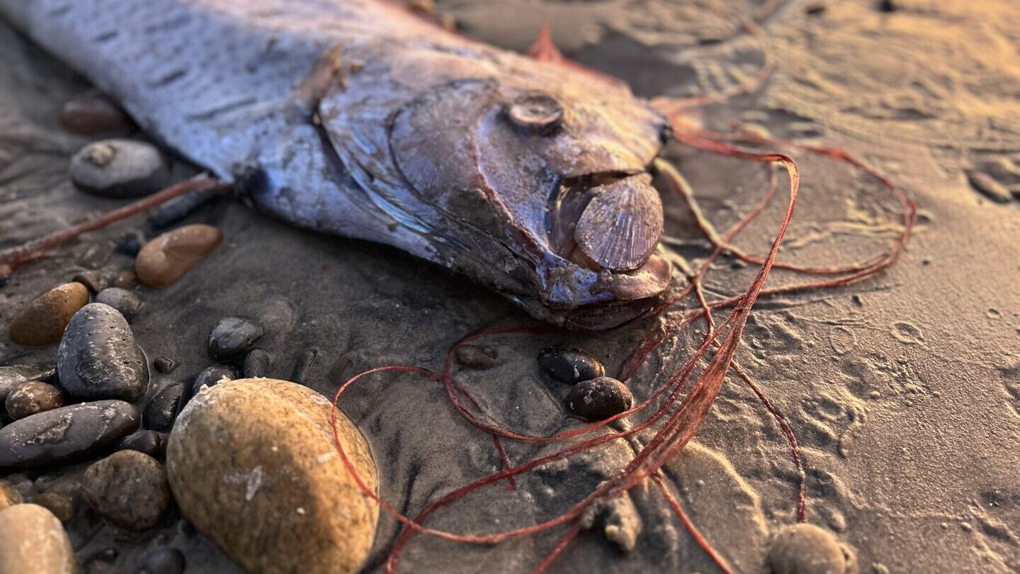 VIDEO. ¡Increíble hallazgo! Encuentran “pez del juicio final”