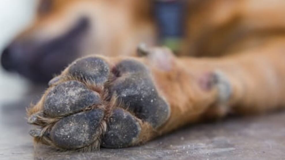 Comunidad en Amatitlán solicita apoyo para auxiliar a perrito