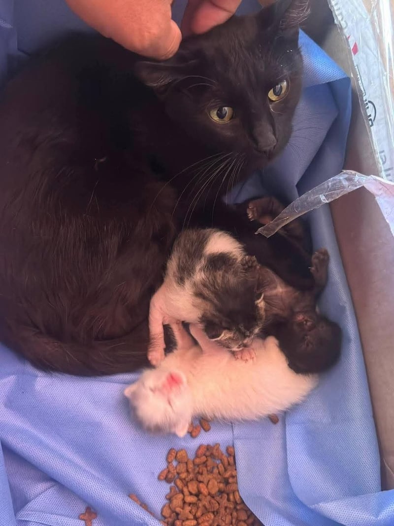 La sorpresa dentro de un costal: encuentran a una gata y sus crías. Foto: CBV