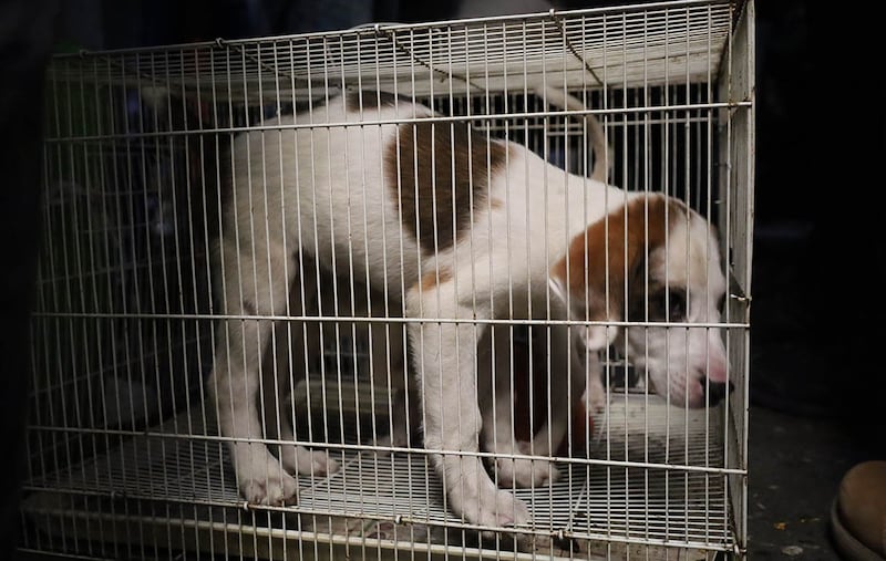 Los perros y gatos fueron resguardados por la Unidad de Bienestar Animal. Foto: MAGA