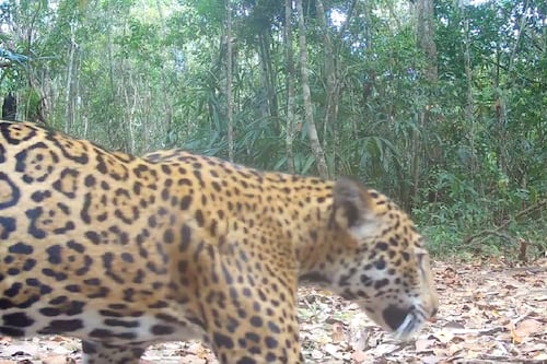 Video. Captan potente rugido de jaguar en el Corazón de la Selva Maya