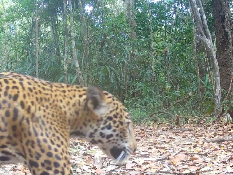 Video. Captan potente rugido de jaguar en el Corazón de la Selva Maya