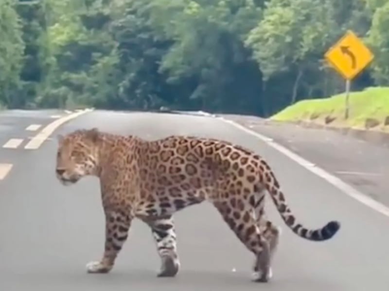 Motorista y automovilista se topan con jaguares en Petén