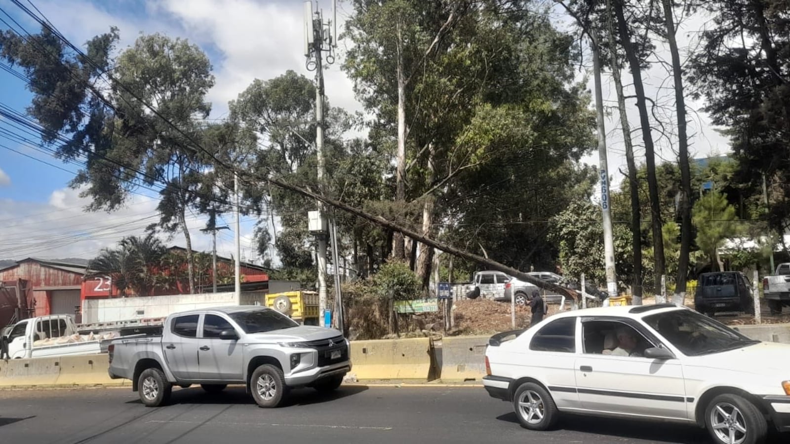 Caída de árbol causa complicaciones en el tránsito. Foto: Provial