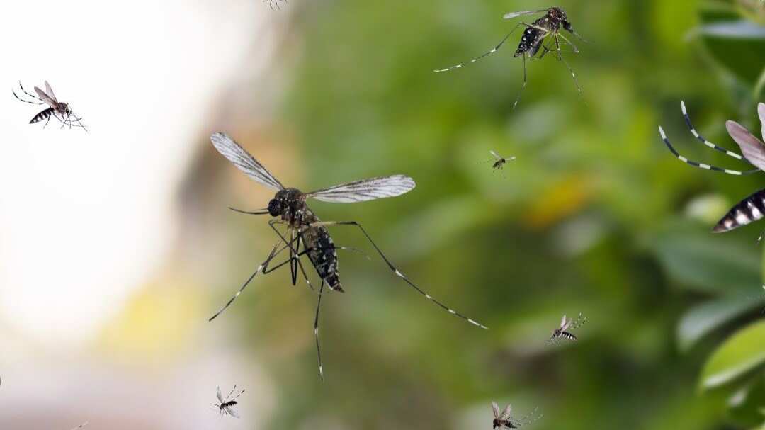 ¡Proteger a tu familia está en tus manos!
Durante la Semana de Acción contra los Mosquitos