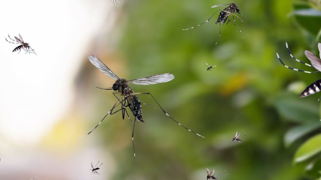 ¡Proteger a tu familia está en tus manos!
Durante la Semana de Acción contra los Mosquitos