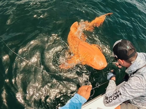 Pescadores descubrieron un extraño tiburón naranja
