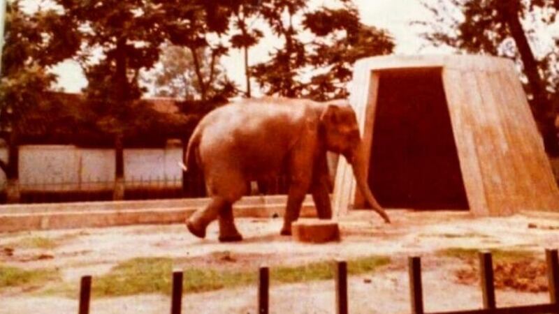 Zoológico La Aurora busca a los “chiquillos de corazón” que nombraron a La Mocosita