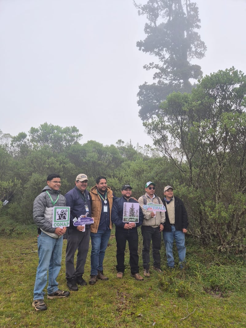 El CONAP, con apoyo de otras instituciones trabajan para fortalecer la protección del pinabete y promover el desarrollo sostenible en comunidades del Altiplano Occidental.