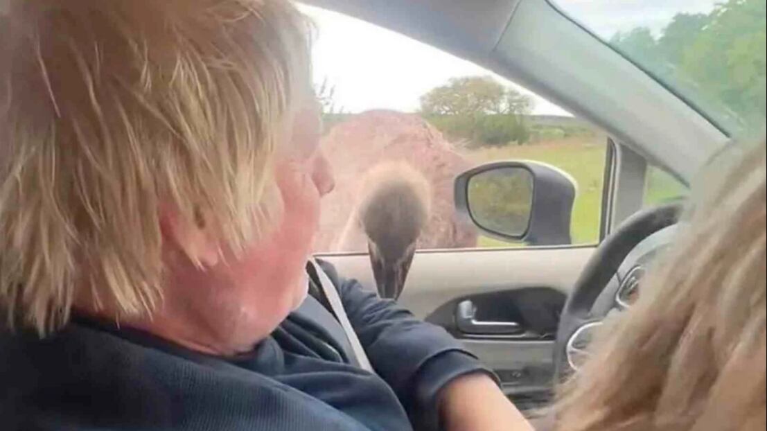 VIDEO. Avestruz muerde al ex-primer ministro Boris Johnson