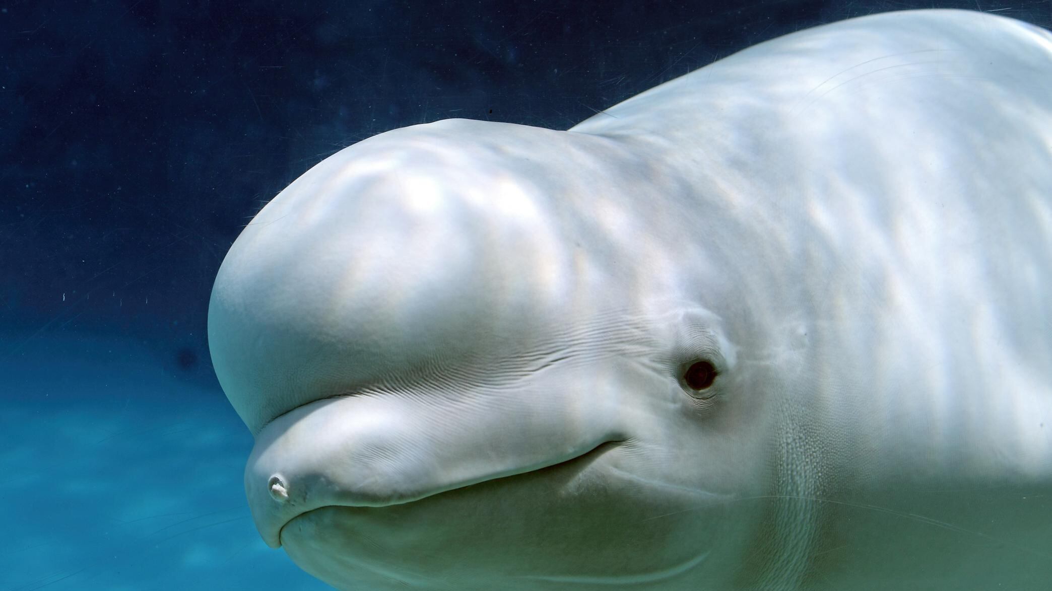 Una especie de cetáceo odontoceto que habita en la región ártica y subártica. (Foto: Redes sociales)