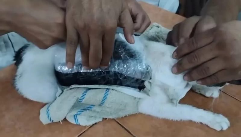 La policía en Costa Rica capturó a un felino que llevaba marihuana, crack y pastillas pegadas al cuerpo para ingresarlas a una cárcel.