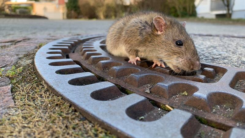 VIDEO. El emotivo rescate de una rata atrapada en una alcantarilla que se volvió viral