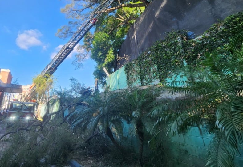 Trágico accidente laboral en centro comercial: Hombre muere tras caerle rama sobre él