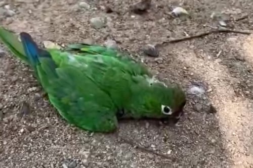 Olas de calor afectan fauna silvestre: periquita cae de árbol buscando agua en Alta Verapaz