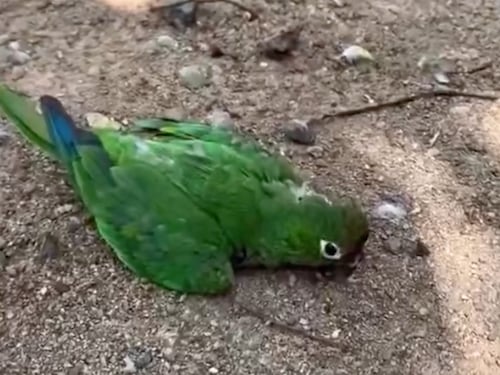Olas de calor afectan fauna silvestre: periquita cae de árbol buscando agua en Alta Verapaz