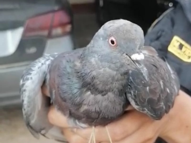 “Cae” paloma que intentó pasar droga a la cárcel