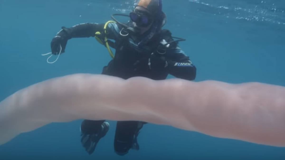 Por extremo calor aparecen "gusanos gigantes"