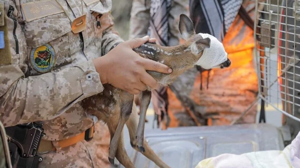 Rescatan a venadito de cola blanca.