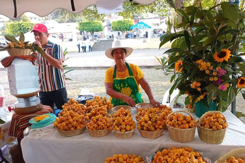 Festival del Níspero 2025: Detalles aquí