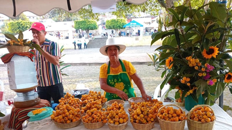 Festival del Níspero 2025: Detalles aquí
