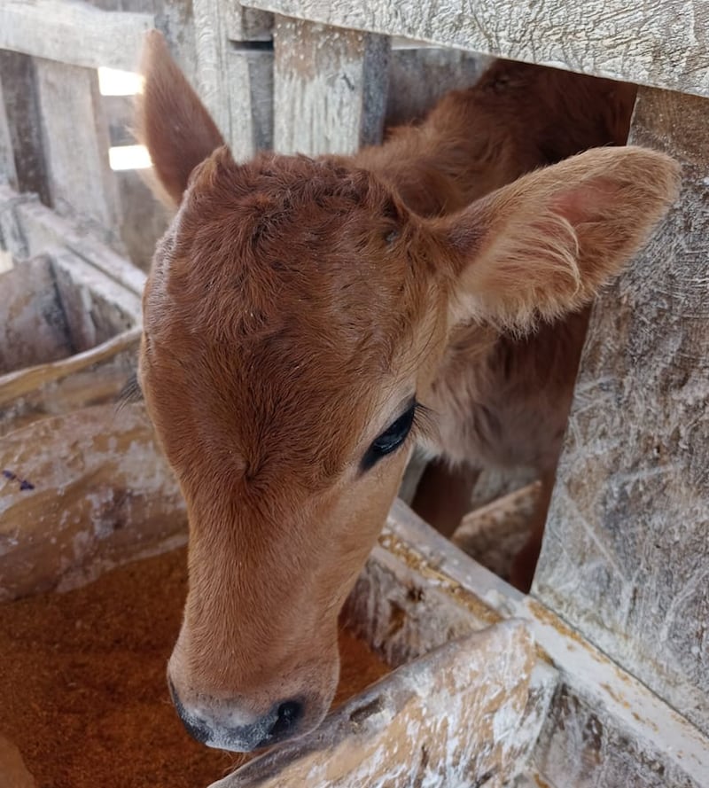 Granja Experimental de la Usac.