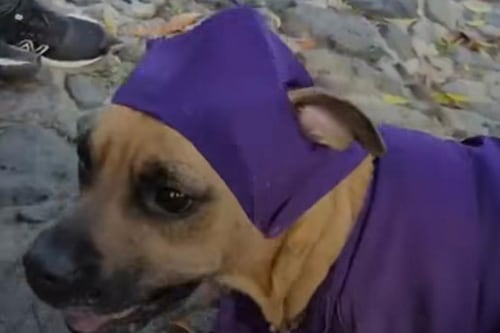 “Firulais cucurucho” roba miradas en procesión de Antigua Guatemala