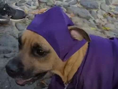 “Firulais cucurucho” roba miradas en procesión de Antigua Guatemala