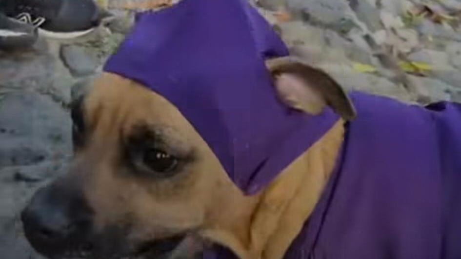 Perrito Cucurucho se roba miradas en Antigua. Foto: RRSS