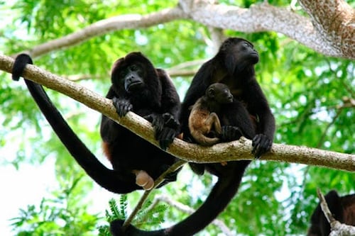 VIDEO: Momento en que turistas fueron sorprendidos por monos aulladores en Petén