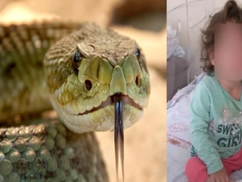 Niña de 2 años mata a mordidas a una serpiente que la mordió primero