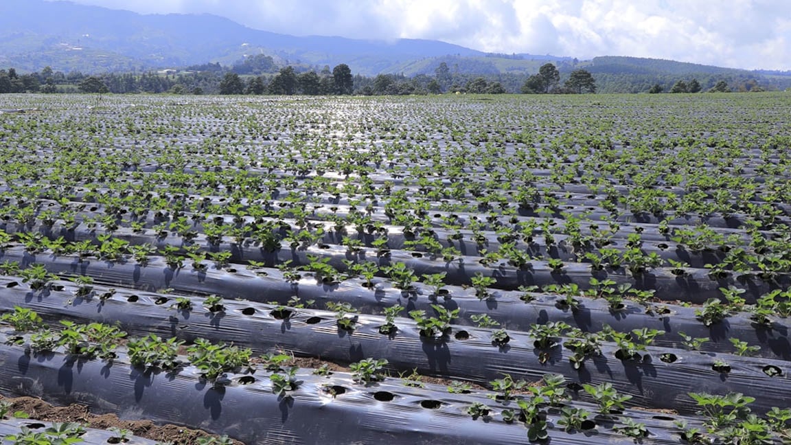 Autoridades monitorean las siembras.