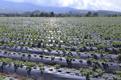 Guatemala atraviesa por una canícula intensa que obliga a monitorear los cultivos