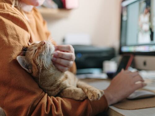 Hombre de 82 años promete entregar toda su fortuna a quien cuide de su gata
