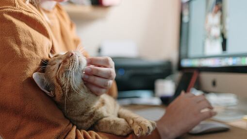 Anciano sin herederos busca cuidador para su gata a cambio de su patrimonio completo.