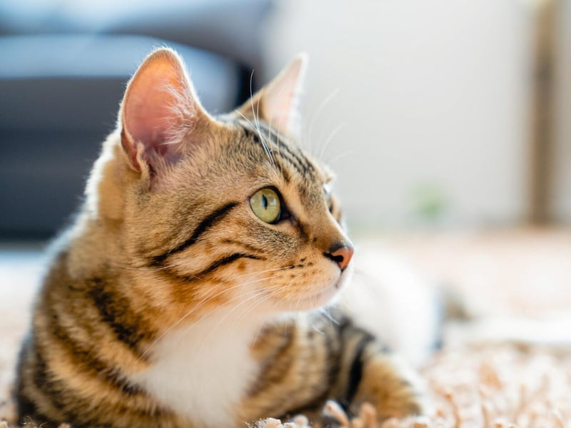 El gato radioactivo que causa alarma en Japón: ¿qué pasa si alguien lo toca?
