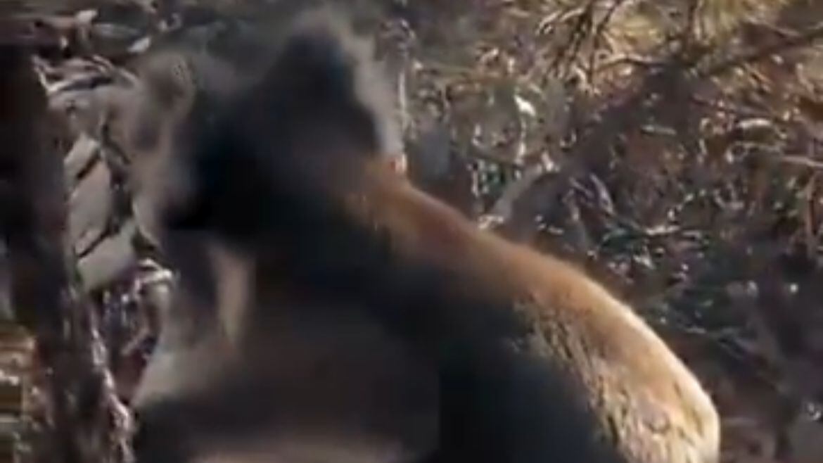 “Australia bajo fuego (otra vez): matan a 700 koalas tras incendio”