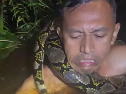 VIDEO. Pitón de seis metros estrangula a un hombre en Indonesia