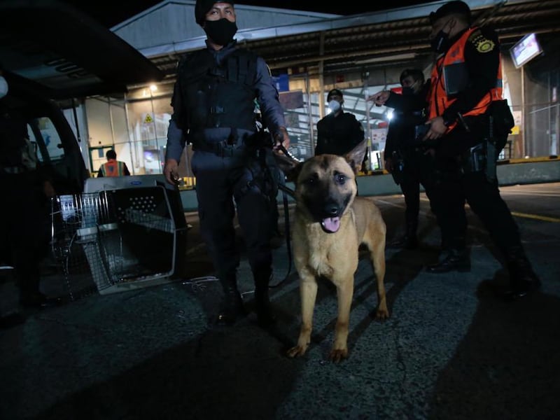 EE. UU. entrega perros para operativos antidrogas y otros delitos