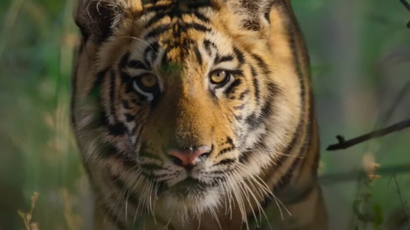Tiger estará disponible en Disney+