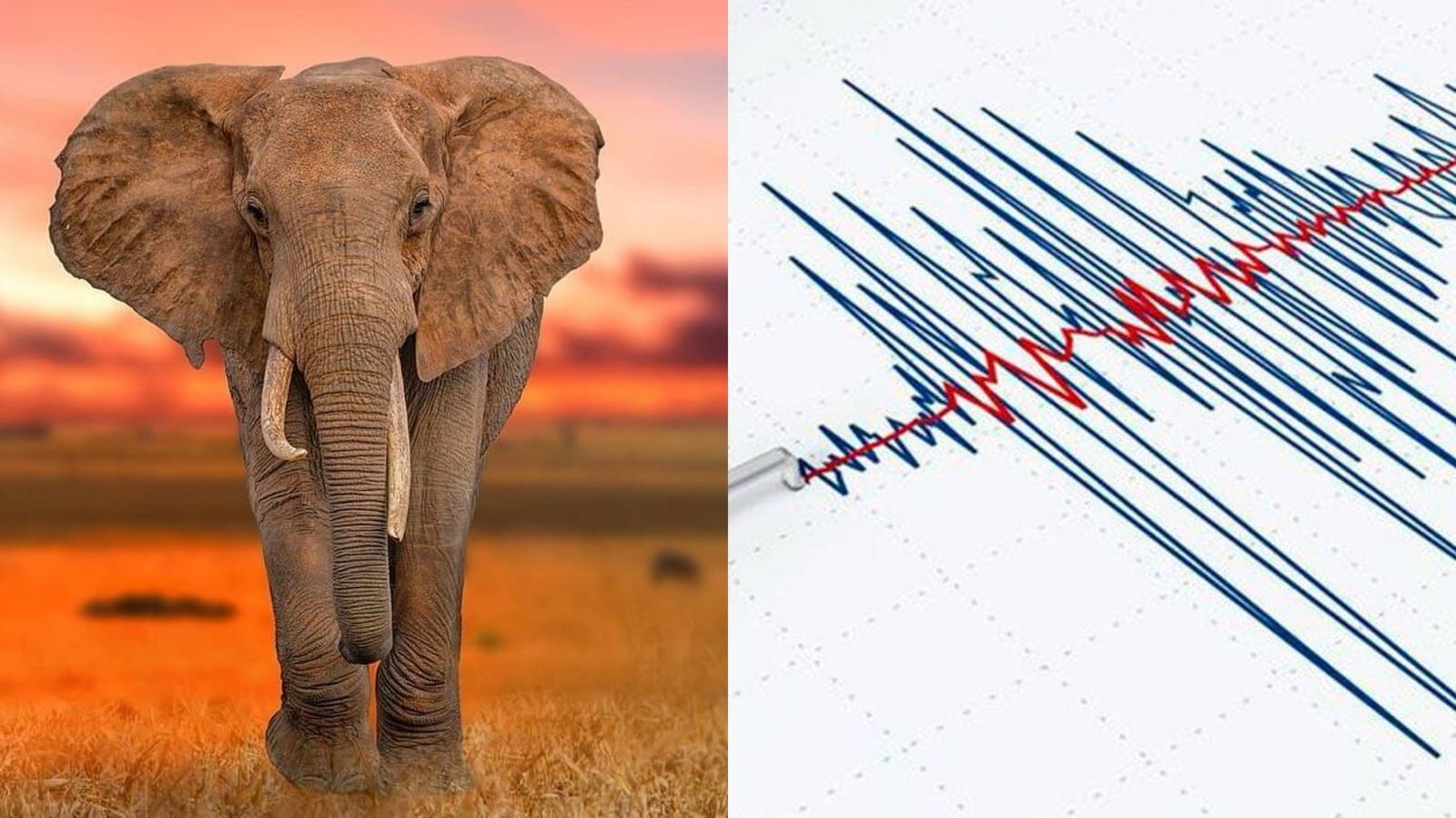Durante el sismo de ayer en California, una manada de elefantes africanos en San Diego formó un círculo para proteger a sus crías.
